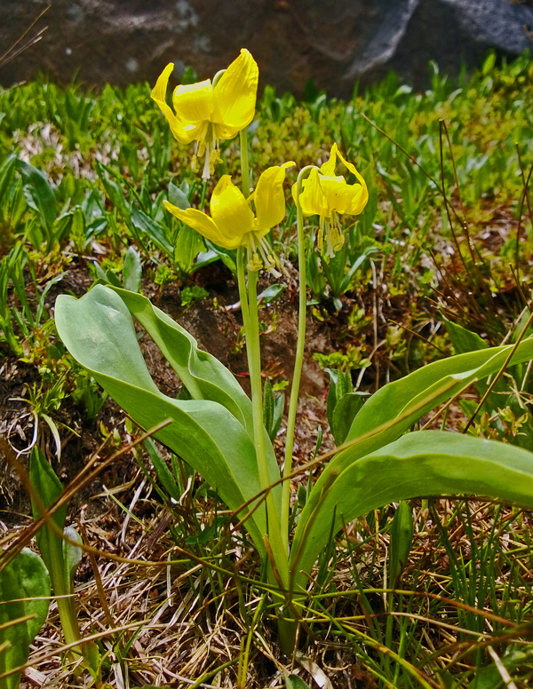 2013-07-17-YellowGlacierLilyErythroniumgrandiflorumPursh.jpg