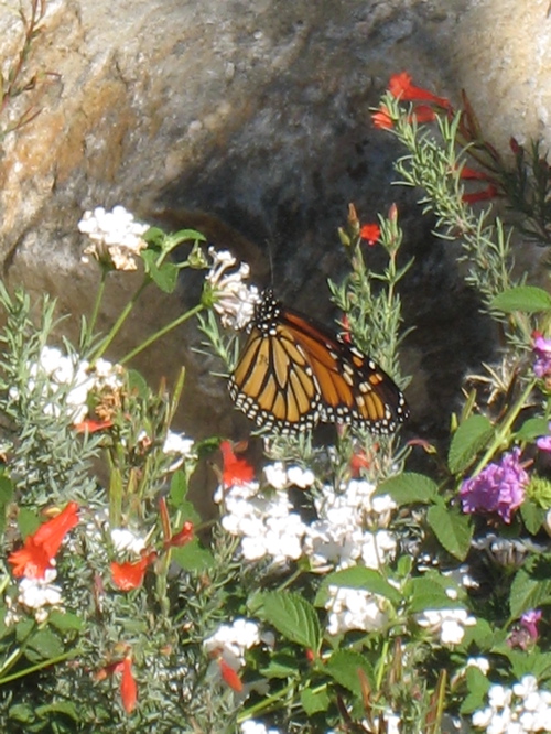 2013-07-20-Monarch.JPG