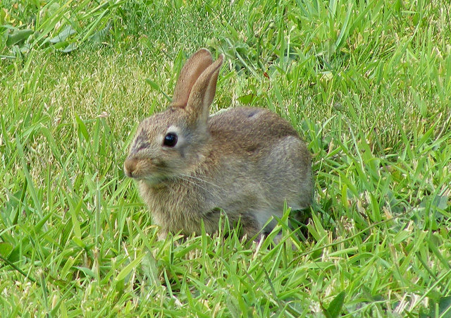 2013-07-24-A_Wild_Rabbit_at_Lossiemouth__geograph.org.uk__1441920.jpg