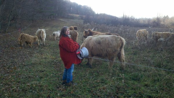 2013-07-24-stef_moving_cows.jpg