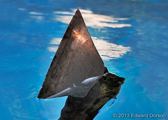 2013-07-25-TheUSSharkConservationAxeof2013EdwardDorson.jpg