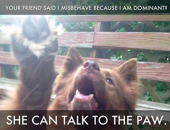 2013-07-29-talktothepaw.jpg