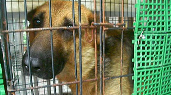 2013-08-02-doraoverbreadgermanshepherdtaiwan3.jpg