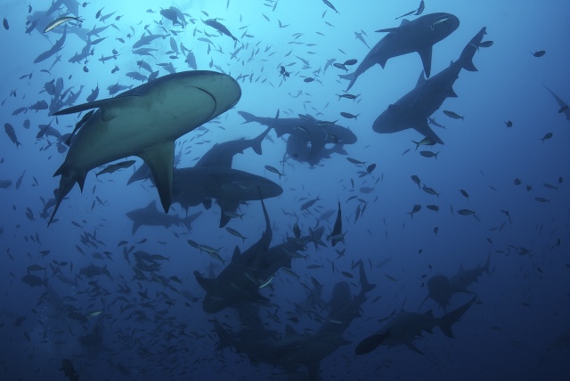 2013-08-05-KeithEllenbogen_bullsharks_Fiji.jpg