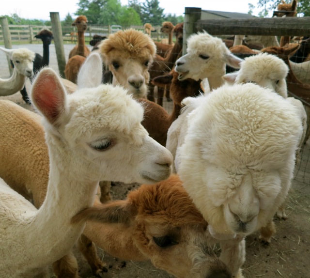 2013-08-06-EastlandAlpacasMtJoyPA.jpg