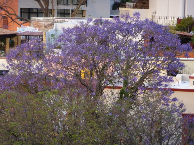 2013-08-07-Jacarandaabouttobloom9.jpg