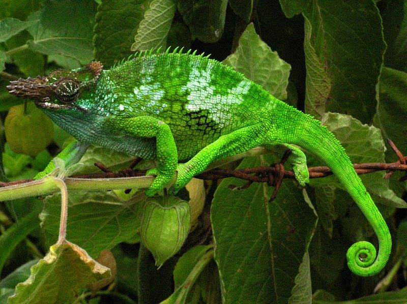 2013-08-07-tasmanianchameleon.jpg