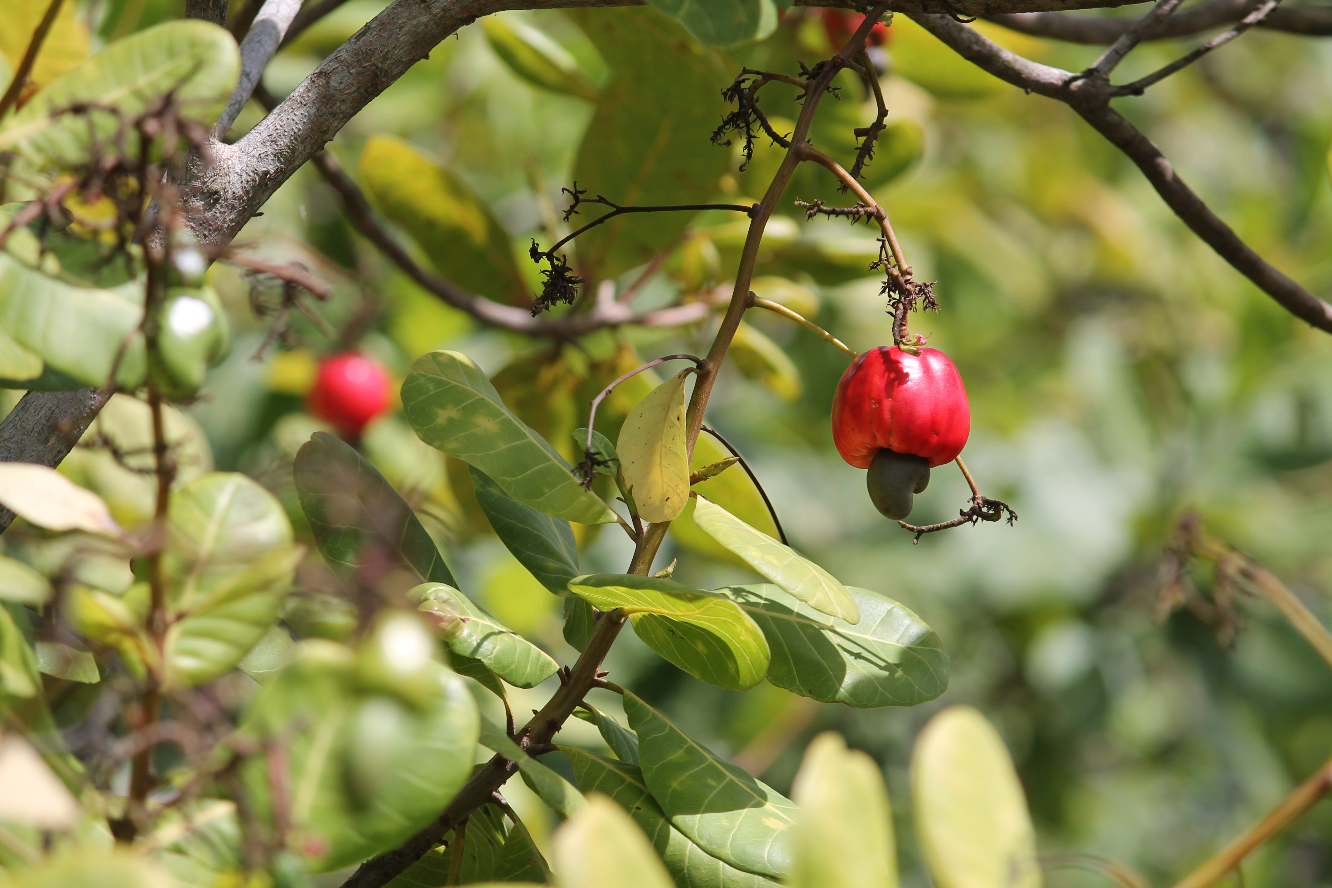 2013-08-10-Cashewfruit.JPG