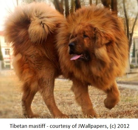 2013-08-15-BigTibetanMastiffDog.jpg