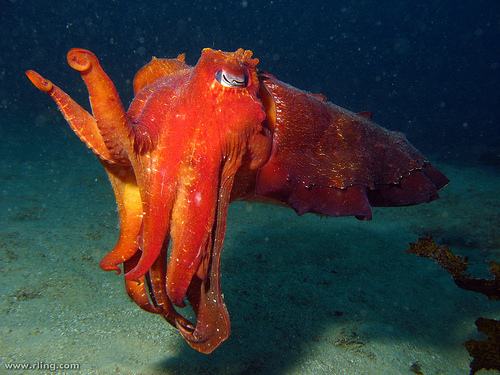 2013-08-15-cuttlefish.jpg