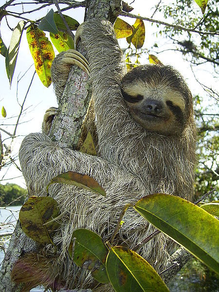 2013-08-15-sloth.jpg