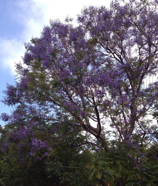 styled-inside-out-Jacaranda.jpg