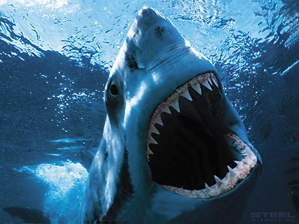 Coming Down From Shark Week: Facts Behind the Fear. | HuffPost