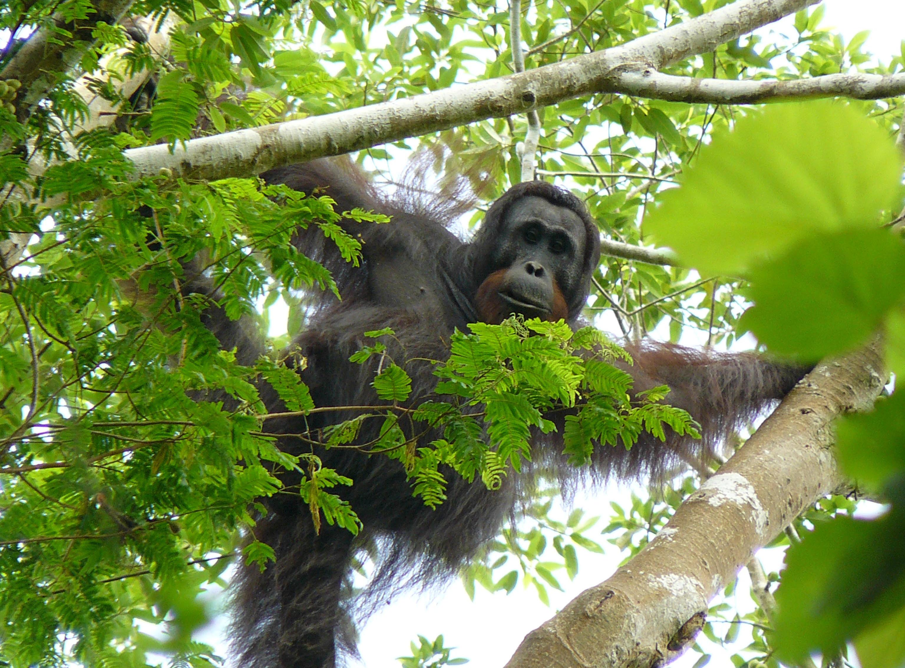 2013-08-19-OrangutanNardiyono.jpg