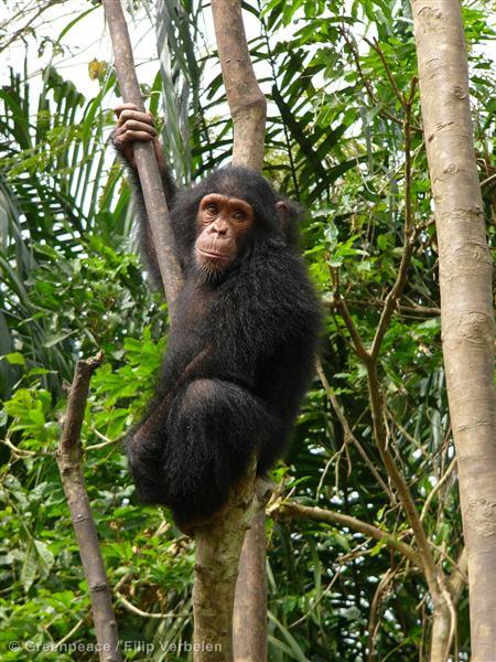 2013-08-22-Filip_Verbelen_Chimpanzee.jpg