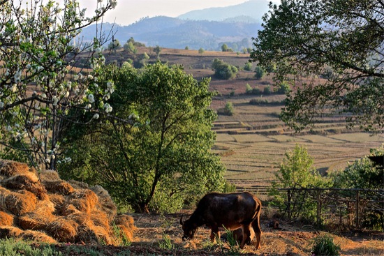 A water buffalo spotted trekking from Kalaw to Inle Lake, Burma