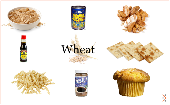 2013-08-27-Wheat21.png
