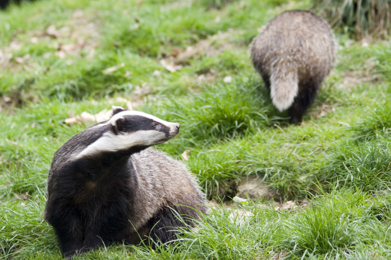 2013-08-28-Badgersatsett.jpg