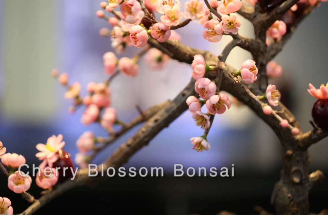 real cherry blossom tree branch