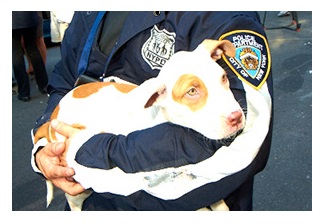 2013-08-30-nypd_dog_border.jpg