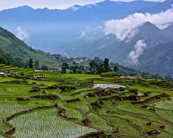 rice terraces of Sapa