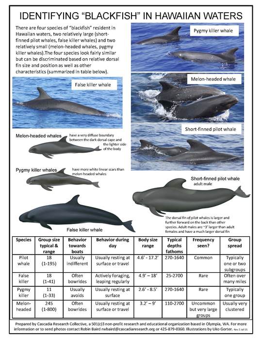 2013-09-02-CRCHawaiiBlackfishComparison1.JPG