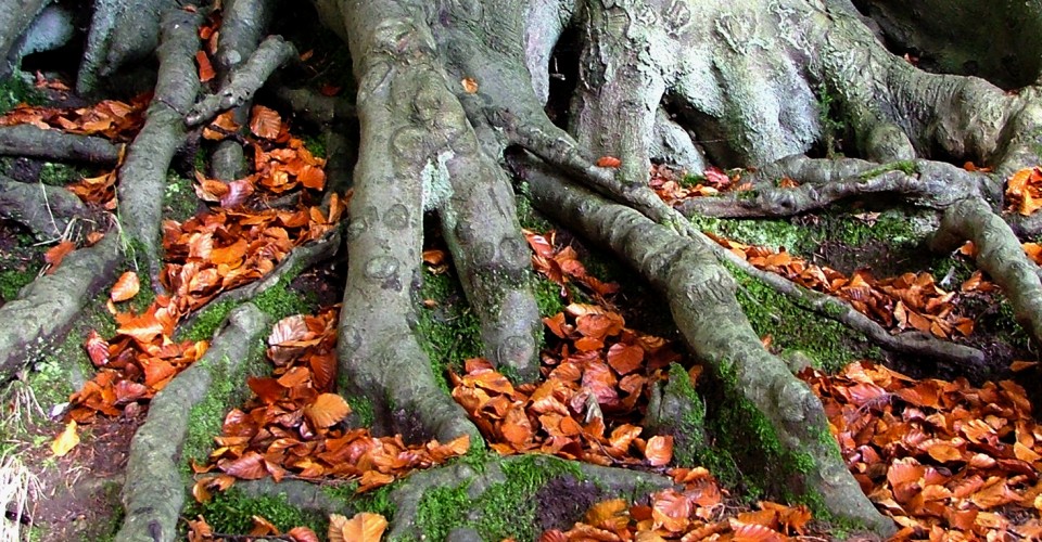 2013-09-04-treeroots.jpg