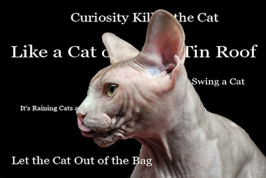 Curiosity Killed The Cat - English Cat Idioms and phrases  Idioms and  phrases, Cat idioms, Curiosity killed the cat