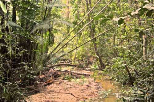 Penang Hike