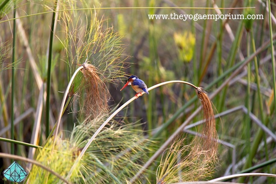 2013-09-10-kingfisherforhuffbloglaceyhaynes.jpg