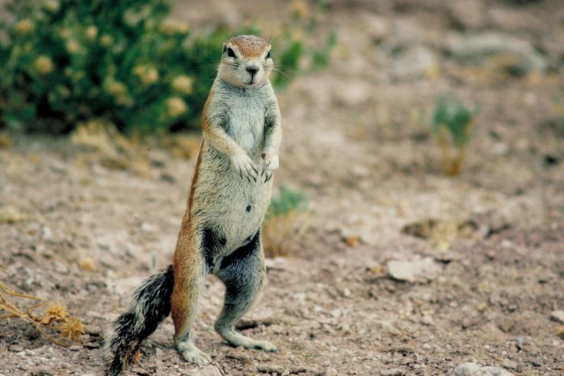 2013-09-10-squirrel1.jpg