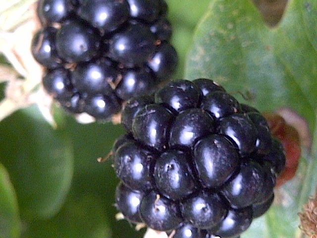 2013-09-11-Blackberrycloseup.jpg