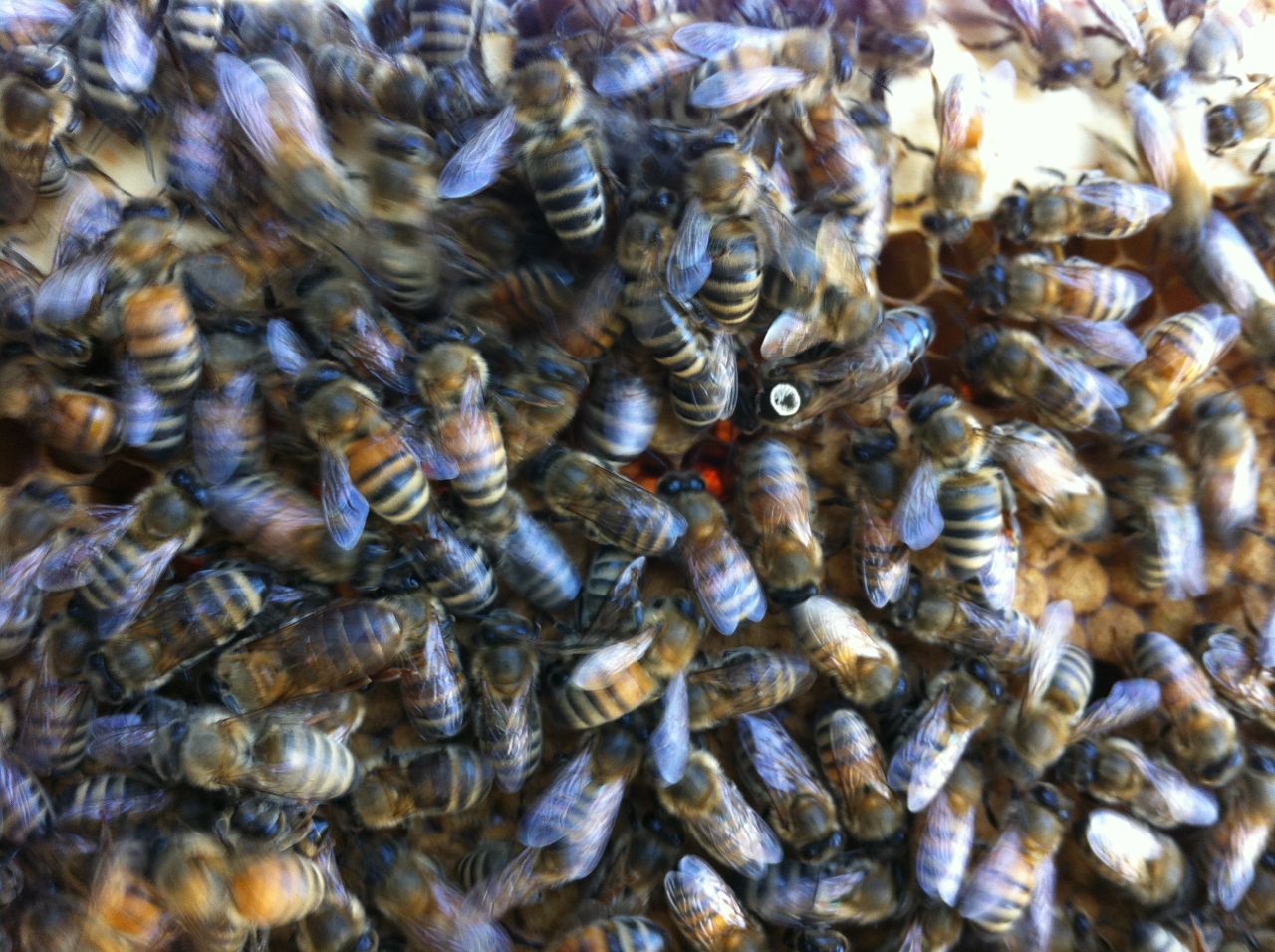 2013-09-17-honeybeeswithjack.jpg