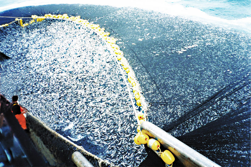 2013-09-17-overfishingwikimediacommons.jpg