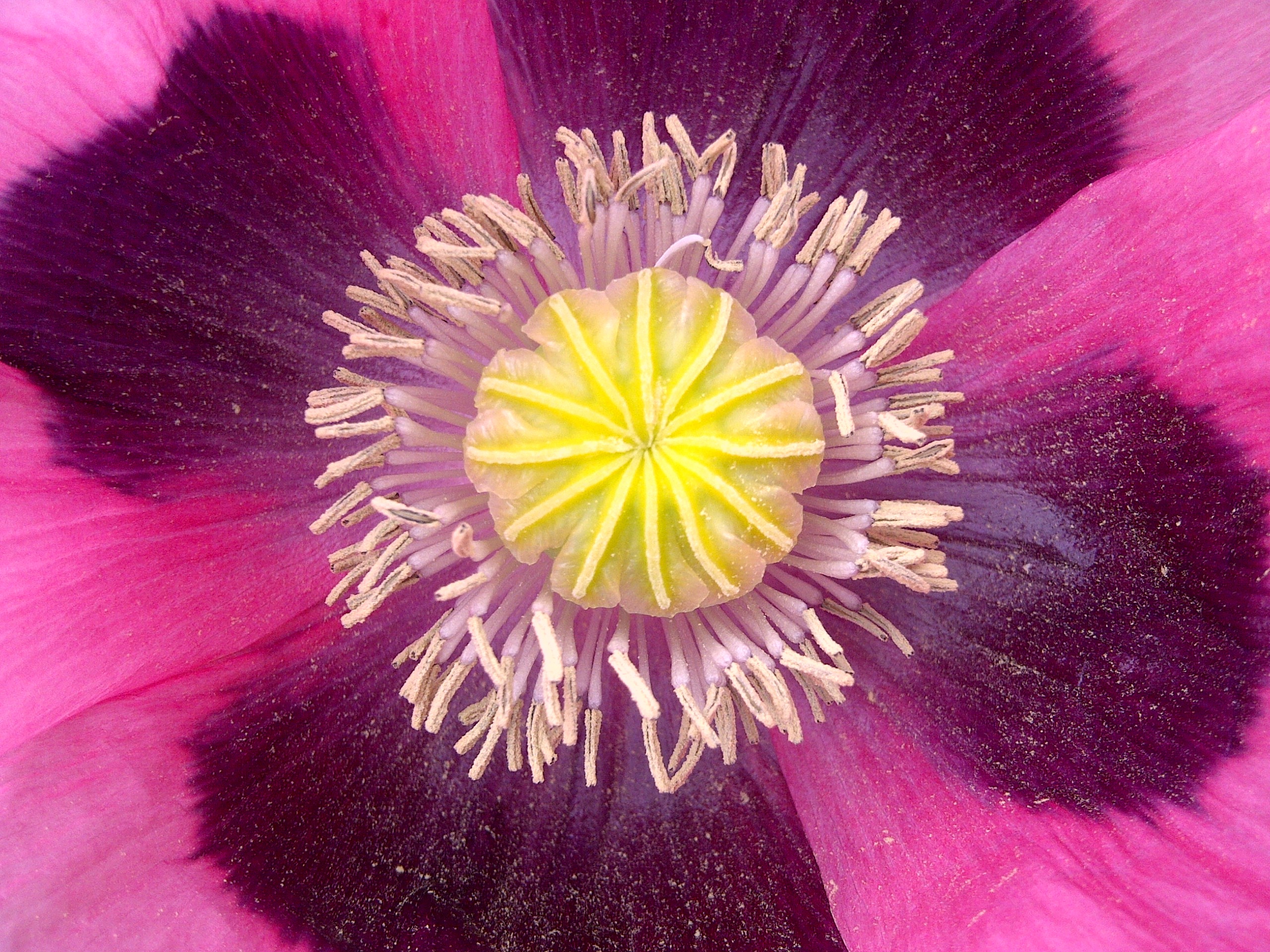 2013-09-19-Poppy.jpg