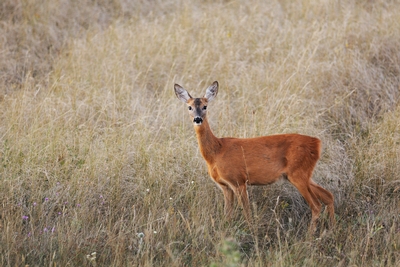 2013-09-21-deer.jpg