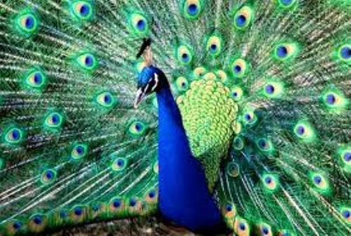 2013-09-21-peacock.jpg