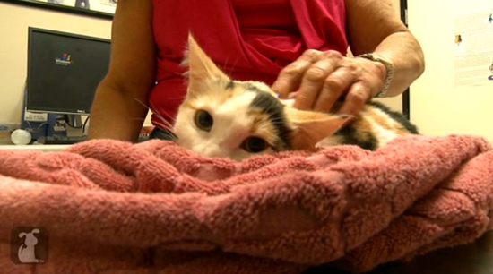 This Cat Was Saved From The Brink Of Death Huffpost 