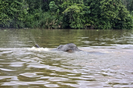 elephant swimming across Kinabatangan river.jpg