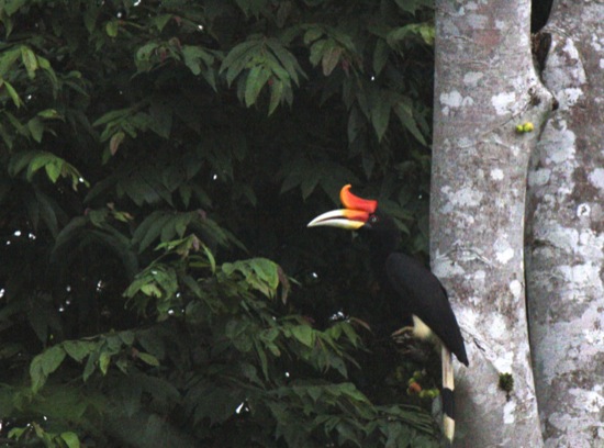 hornbill in tree on Kinabatangan