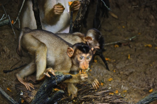 monkeys feasting on the Kinabatangan river