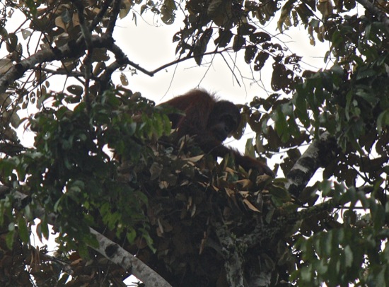 orangutan in a tree on the Kinabatangan