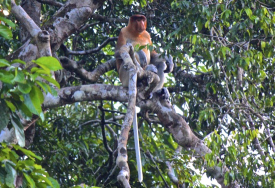 alpha male proboscis monkey on the Kinabatangan