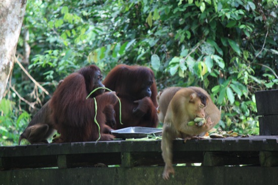 2013-09-22-sepilok_monkey_stealing_food_from_orangutans.jpg