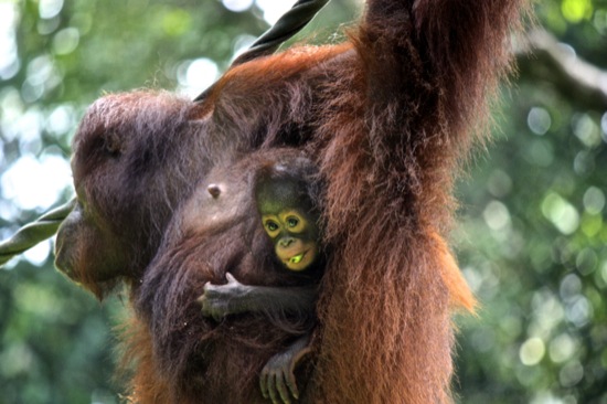 mother orangutan with her baby in Sepilok