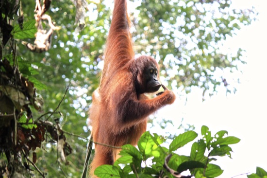 orangutan thinking in Sepilok