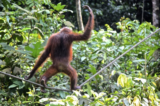 orangutan walking the tightrope in Sepilok