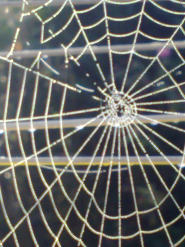 2013-09-26-Spiderswebagainstgunwithdetail.jpg