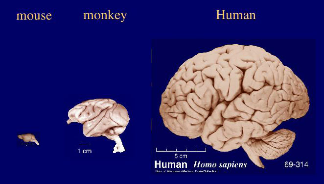 2013-09-26-braincomparisonhumanmonkeymouse