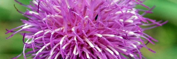 2013-09-29-florhuff.jpg